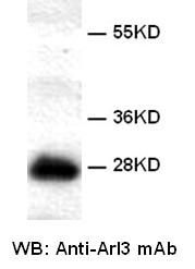 Anti-Arl3 Mouse Monoclonal Antibody, 100 µl (26070), NEBA10140 Anti-Arl3 Mouse Monoclonal Antibody, 100 µl (26070), NEBA10140