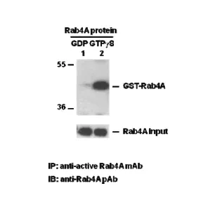 Rab4A Activation Assay Kit, 30 Assays (82701) NEBB40027