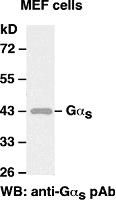 Anti-Gαs Rabbit Polyclonal Antibody, 100 µl (21007), NEBA10006
