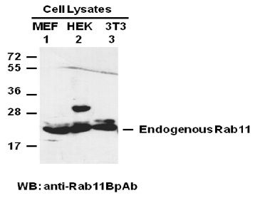 Anti-Rab11 Rabbit Polyclonal Antibody, 100 µl (21157), NEBA10069