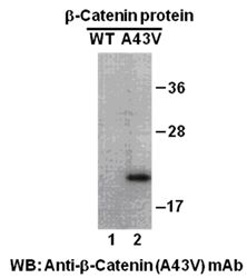 Anti-β-catenin (A43V) Mouse Monoclonal Antibody, 100 µl (26170), NEBA10187 Anti-β-catenin (A43V) Mouse Monoclonal Antibody, 100 µl (26170), NEBA10187