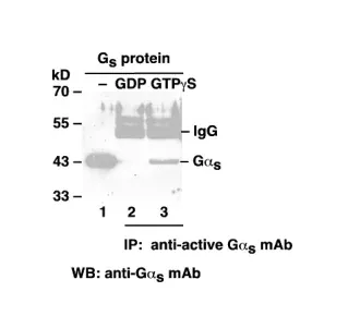 Gαs Activation Assay Kit, 30 Assays (80801) NEBB40014