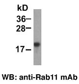 Anti-Rab11 Mouse Monoclonal Antibody, 100 µl (26030), NEBA10121 Anti-Rab11 Mouse Monoclonal Antibody, 100 µl (26030), NEBA10121