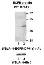 Anti-EGFR (D761Y) Mouse Monoclonal Antibody, 100 µl (26120), NEBA10161