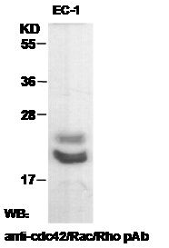 Anti-Cdc42+Rac1+RhoA Rabbit Polyclonal Antibody, 100 µl (21035), NEBA10023