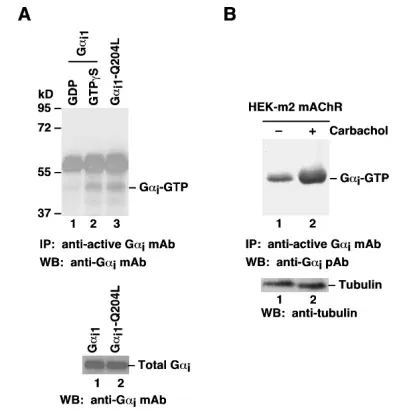 Gαi Activation Assay Kit, 30 Assays (80301) NEBB40009