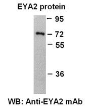 Anti-EYA2 Mouse Monoclonal Antibody, 100 µl (26096), NEBA10154
