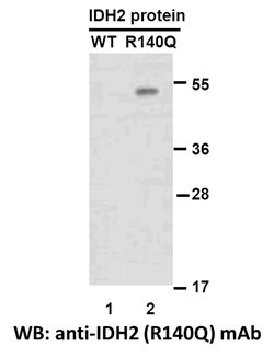 Anti-IDH2 (R140Q) Mouse Monoclonal Antibody, 100 µl (26165), NEBA10182 Anti-IDH2 (R140Q) Mouse Monoclonal Antibody, 100 µl (26165), NEBA10182