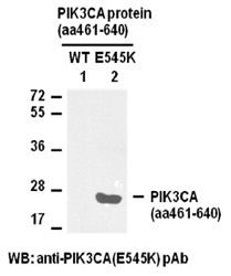 Anti-PIK3CA (E545K) Rabbit Polyclonal Antibody, 100 µl (21145), NEBA10064 Anti-PIK3CA (E545K) Rabbit Polyclonal Antibody, 100 µl (21145), NEBA10064