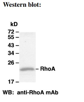 Anti-RhoA Mouse Monoclonal Antibody, 100 µl (26007), NEBA10103