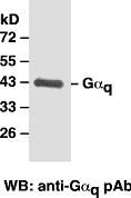 Anti-Gα12 Rabbit Polyclonal Antibody, 100 µl (21013), NEBA10010