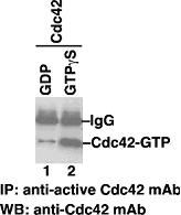 Anti-Active Cdc42 Mouse Monoclonal Antibody, 30 µl (26905), NEBA10212 Anti-Active Cdc42 Mouse Monoclonal Antibody, 30 µl (26905), NEBA10212