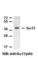 Anti-Gα13 Rabbit Polyclonal Antibody, 100 µl (21005), NEBA10004