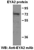 Anti-EYA2 Mouse Monoclonal Antibody, N-terminal immunogen, 100 µl (26052), NEBA10132