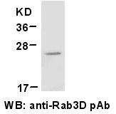 Anti-Rab3D Rabbit Polyclonal Antibody, 100 µl (21044), NEBA10031