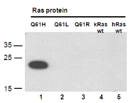 Anti-Ras (Q61H) Mouse Monoclonal Antibody, 100 µl (26195), NEBA10196 Anti-Ras (Q61H) Mouse Monoclonal Antibody, 100 µl (26195), NEBA10196
