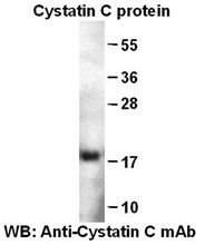 Anti-Cystatin C Mouse Monoclonal Antibody, 100 µl (26085), NEBA10150
