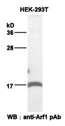 Anti-Arf1 Rabbit Polyclonal Antibody, internal immunogen, 100 µl (21030), NEBA10019 Anti-Arf1 Rabbit Polyclonal Antibody, internal immunogen, 100 µl (21030), NEBA10019