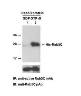 Rab5C Activation Assay Kit, 30 Assays (83501) NEBB40033