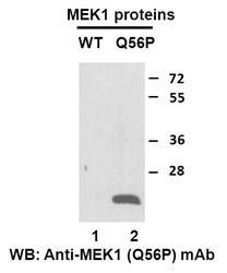 Anti-MEK1 (Q56P) Mouse Monoclonal Antibody, 100 µl (26222), NEBA10199