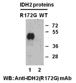 Anti-IDH2 (R172G) Mouse Monoclonal Antibody, 100 µl (26321), NEBA10207