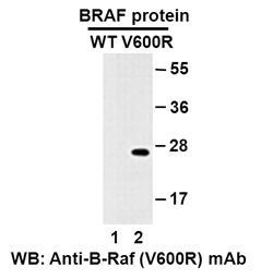 Anti-B-Raf (V600R) Mouse Monoclonal Antibody, 100 µl (26182), NEBA10190 Anti-B-Raf (V600R) Mouse Monoclonal Antibody, 100 µl (26182), NEBA10190