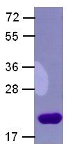 Arf1 Protein Delta17 mutant, 10 µg, (10122) NEBCC0033 Arf1 Protein Delta17 mutant, 10 µg, (10122) NEBCC0033