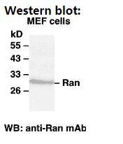 Anti-Ran Mouse Monoclonal Antibody, 100 µl (26020), NEBA10114 Anti-Ran Mouse Monoclonal Antibody, 100 µl (26020), NEBA10114