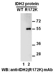 Anti-IDH2 (R172K) Mouse Monoclonal Antibody, 100 µl (26163), NEBA10180