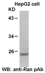 Anti-Ran Rabbit Polyclonal Antibody, 100 µl (21097), NEBA10053