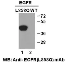 Anti-EGFR (L858Q) Mouse Monoclonal Antibody, 100 µl (26221), NEBA10198 Anti-EGFR (L858Q) Mouse Monoclonal Antibody, 100 µl (26221), NEBA10198