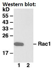 Anti-Rac1 Mouse Monoclonal Antibody, 100 µl (26005), NEBA10101 Anti-Rac1 Mouse Monoclonal Antibody, 100 µl (26005), NEBA10101