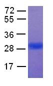 Sar1a Protein, 100 µg, (10114) NEBCC0017