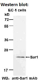 Anti-Sar1 Mouse Monoclonal Antibody, 100 µl (26021), NEBA10115