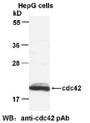 Anti-Cdc42 Chicken Polyclonal Antibody, 100 µl (21019), NEBA10015 Anti-Cdc42 Chicken Polyclonal Antibody, 100 µl (21019), NEBA10015