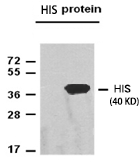 NewEast Biosciences Anti-His-tag Mouse Monoclonal Antibody, 100 µl (28004), NEBA10231 NewEast Biosciences Anti-His-tag Mouse Monoclonal Antibody, 100 µl (28004), NEBA10231