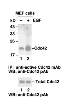 Cdc42 Activation Assay Kit, 30 Assays (80701) NEBB40013