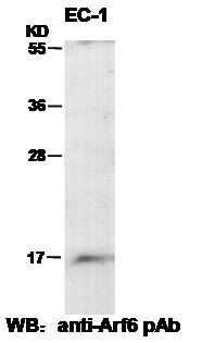 Anti-Arf6 Rabbit Polyclonal Antibody, 100 µl (21032), NEBA10020 Anti-Arf6 Rabbit Polyclonal Antibody, 100 µl (21032), NEBA10020