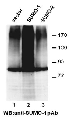 Anti-SUMO-1 Rabbit polyclonal Antibody, 100 µl (21236), NEBA10084