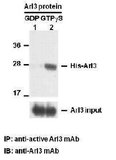 Anti-Active Arl3 Mouse Monoclonal Antibody, 30 µl (26925), NEBA10230 Anti-Active Arl3 Mouse Monoclonal Antibody, 30 µl (26925), NEBA10230