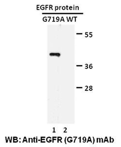 Anti-EGFR (G719A) Mouse Monoclonal Antibody, 100 µl (26115), NEBA10157
