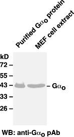 Anti-Gαo Rabbit Polyclonal Antibody, 100 µl (21015), NEBA10012