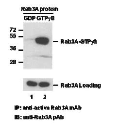 Rab3 Activation Assay Kit, 30 Assays (82601) NEBB40026