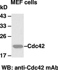 Anti-Cdc42 Mouse Monoclonal Antibody, 100 µl (26008), NEBA10104