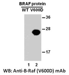 Anti-B-Raf (V600D) Mouse Monoclonal Antibody, 100 µl (26184), NEBA10191 Anti-B-Raf (V600D) Mouse Monoclonal Antibody, 100 µl (26184), NEBA10191