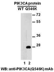 Anti-PIK3CA (Q546K) Mouse Monoclonal Antibody, 100 µl (26138), NEBA10171 Anti-PIK3CA (Q546K) Mouse Monoclonal Antibody, 100 µl (26138), NEBA10171