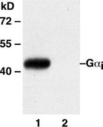 Anti-Gαi Mouse Monoclonal Antibody, 100 µl (26003), NEBA10099
