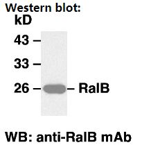Anti-RalB Mouse Monoclonal Antibody, 100 µl (26018), NEBA10112