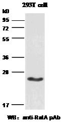 Anti-RalA Rabbit Polyclonal Antibody, 100 µl (21034), NEBA10022