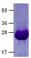 Cdc42 Protein G12V mutant, 25 µg, (10109) NEBCC0007